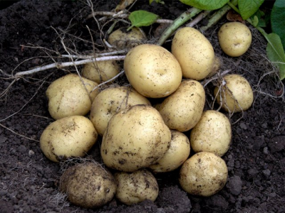 sėklinės bulvės